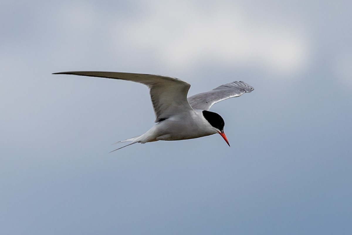 Common Tern - Nikos Mavris
