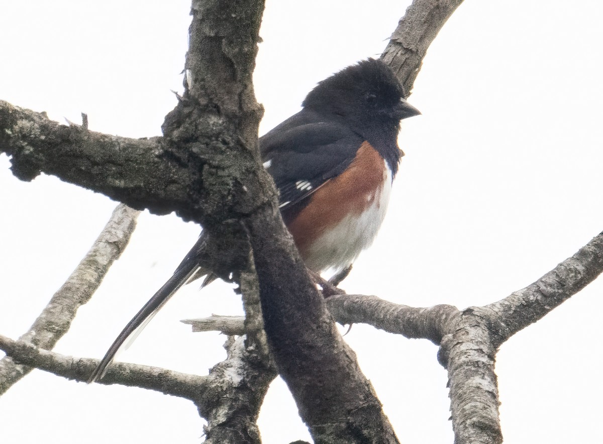 Eastern Towhee - Nick Winograd