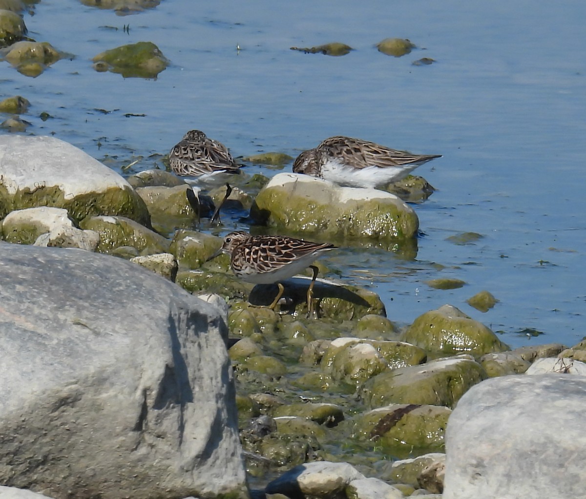 Least Sandpiper - Hin Ki  & Queenie  Pong