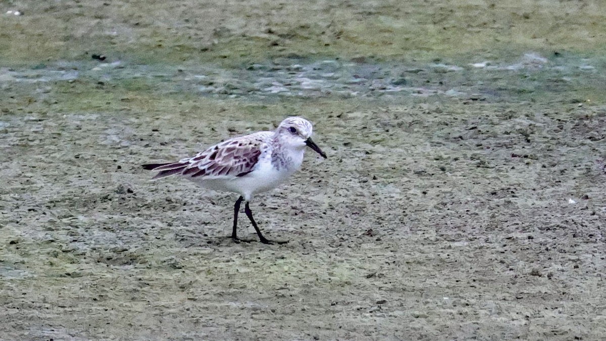 sandløper - ML619450115