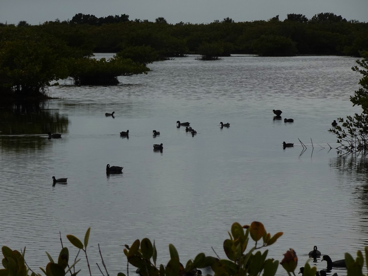 American Coot - ML619450118