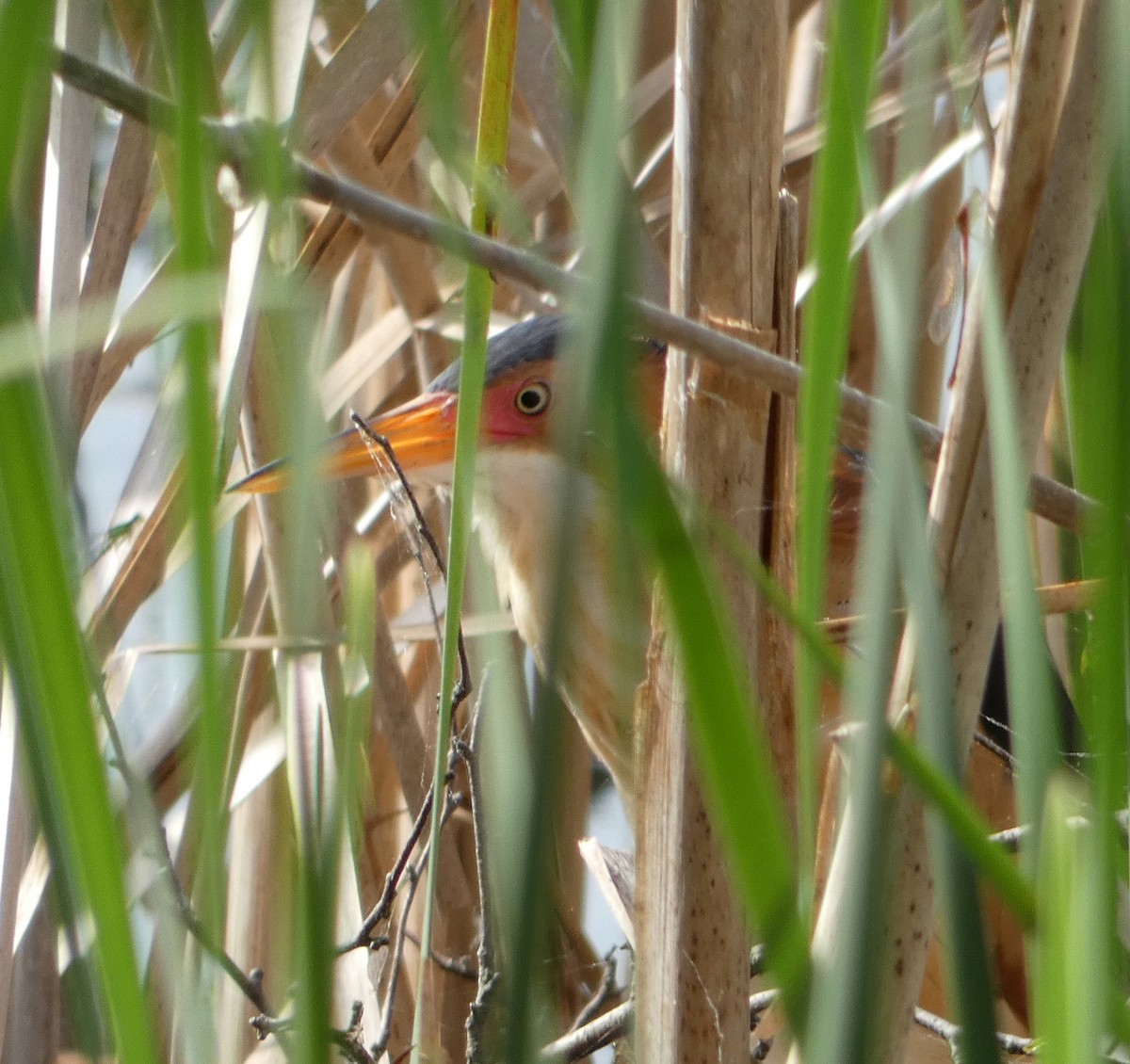 Least Bittern - Monique Berlinguette