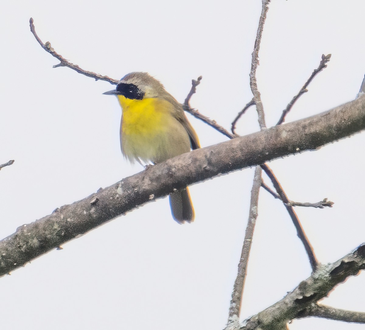 Common Yellowthroat - Nick Winograd