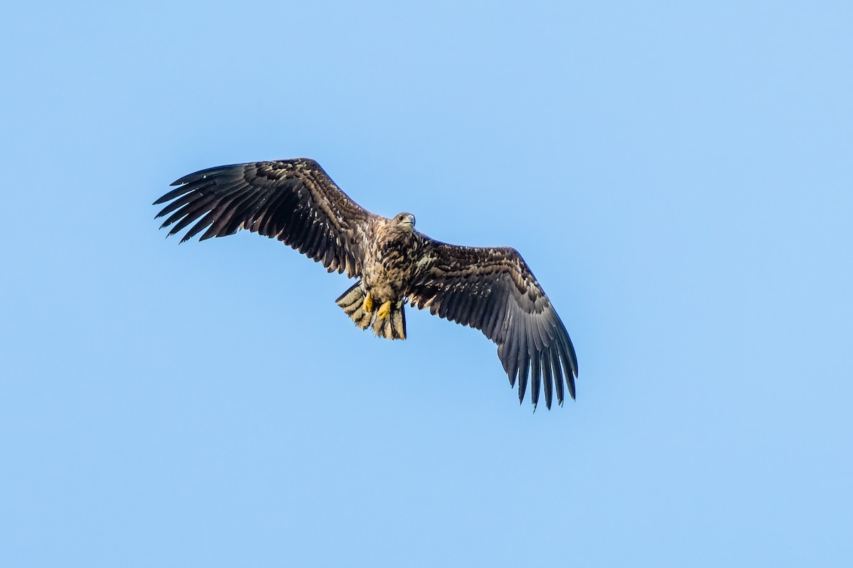 White-tailed Eagle - Gabi Uhrova