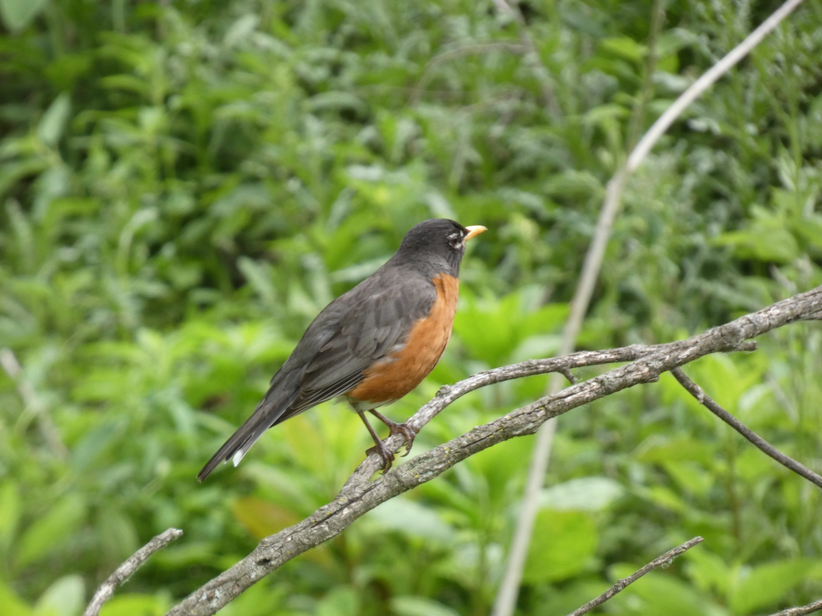 American Robin - Carolyn Sanders