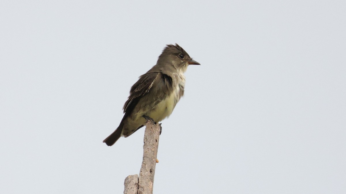 Olive-sided Flycatcher - Curtis McCamy