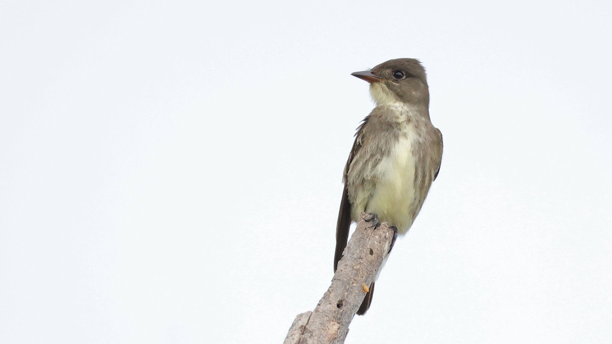 Olive-sided Flycatcher - Curtis McCamy