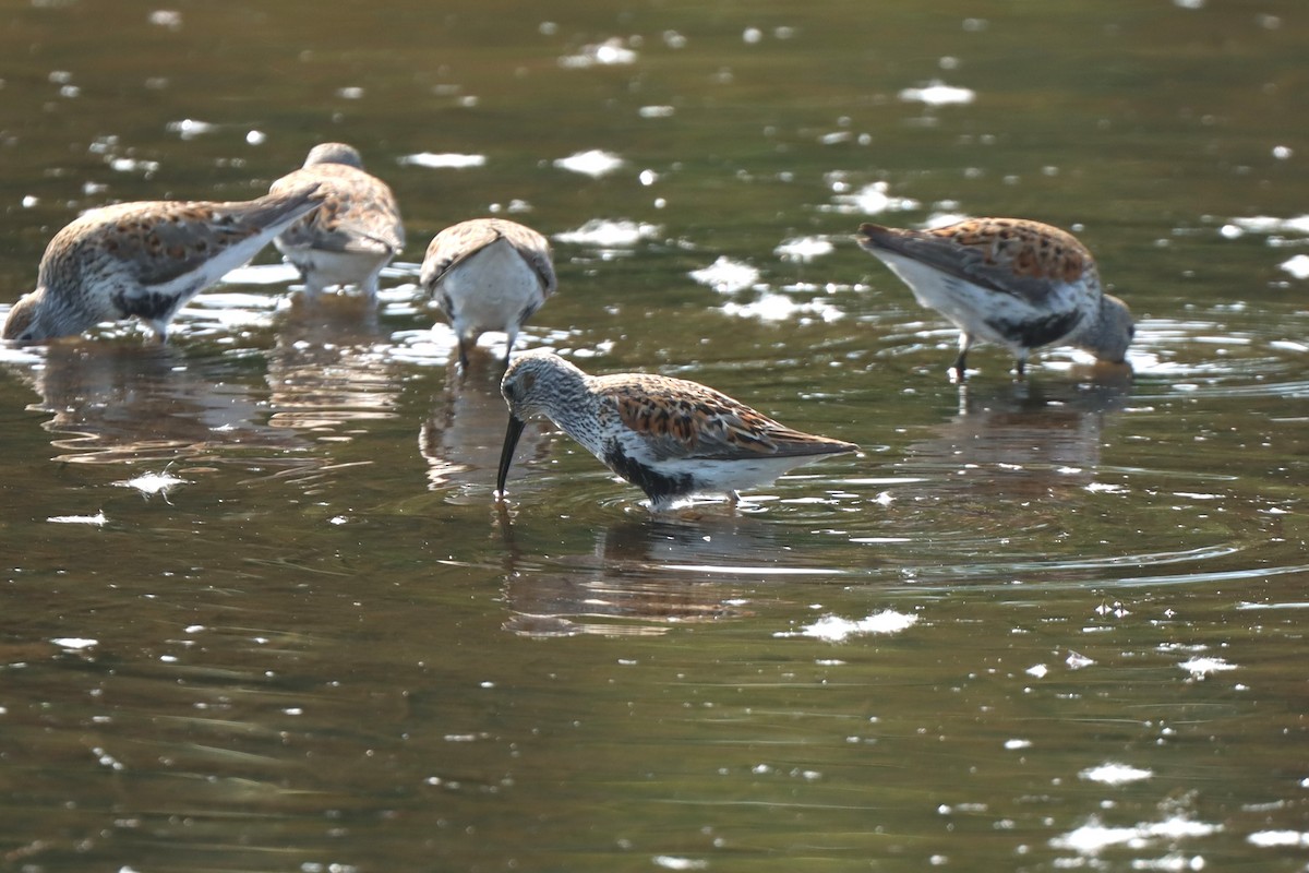 Dunlin - ML619450153