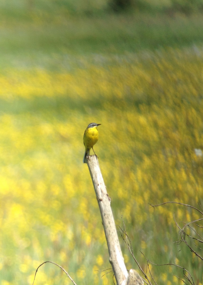 Western Yellow Wagtail - Tim Harrop