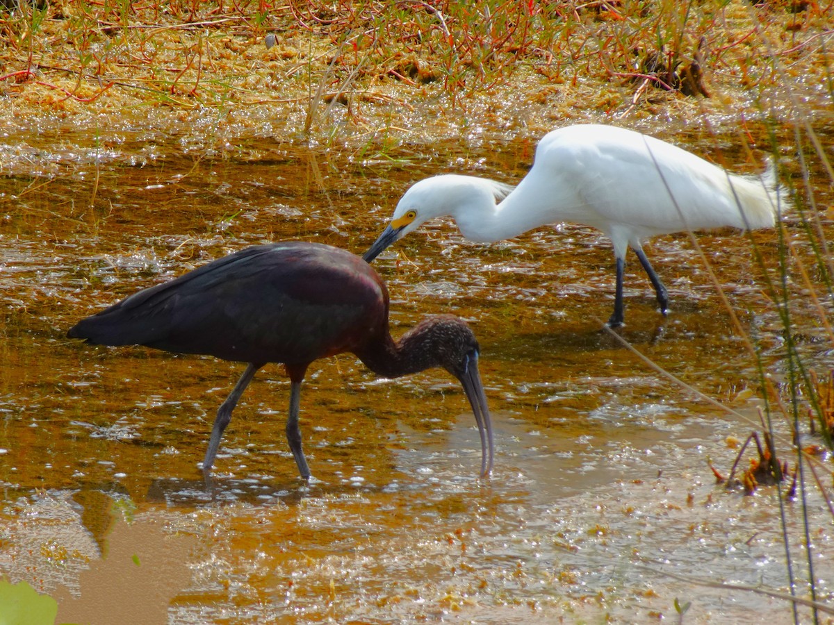 Glossy Ibis - ami horowitz