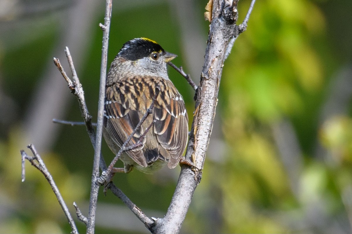 Golden-crowned Sparrow - Markus Weilmeier