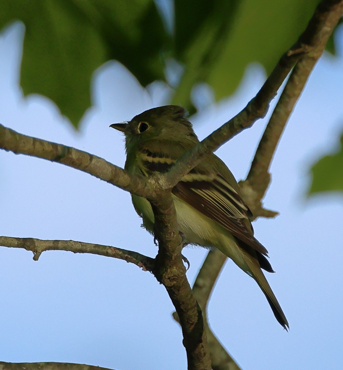 Acadian Flycatcher - Nik Teichmann