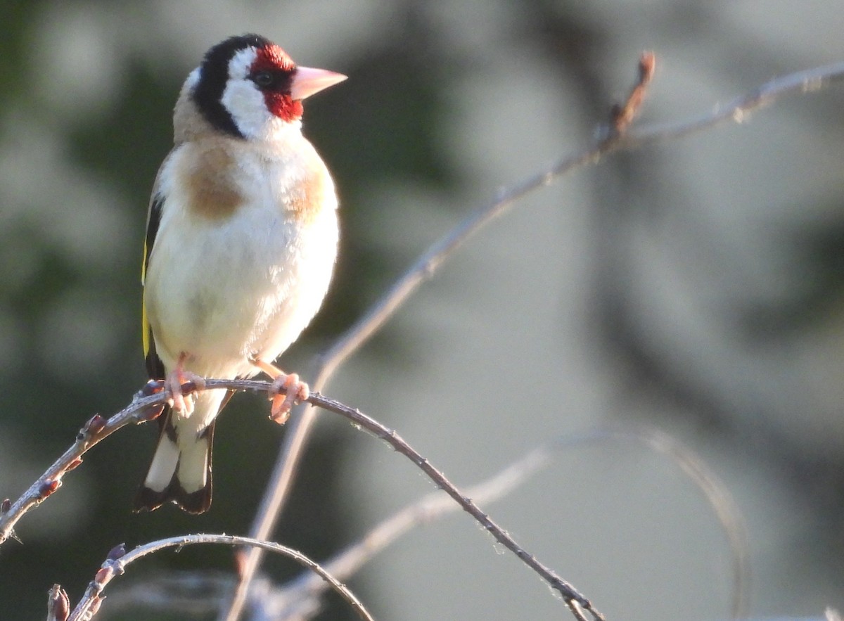 European Goldfinch - Eric R