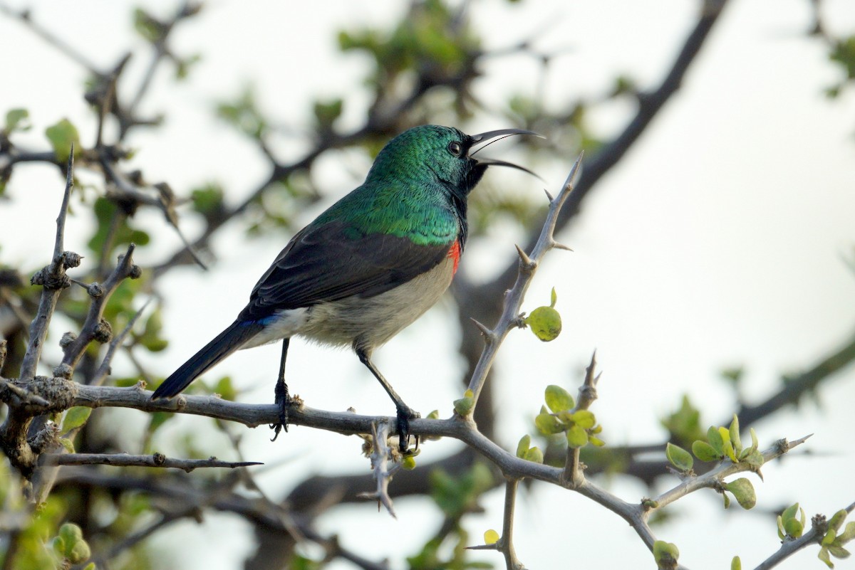 Southern Double-collared Sunbird - ML619450181