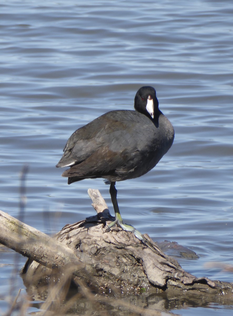 American Coot - ML619450186