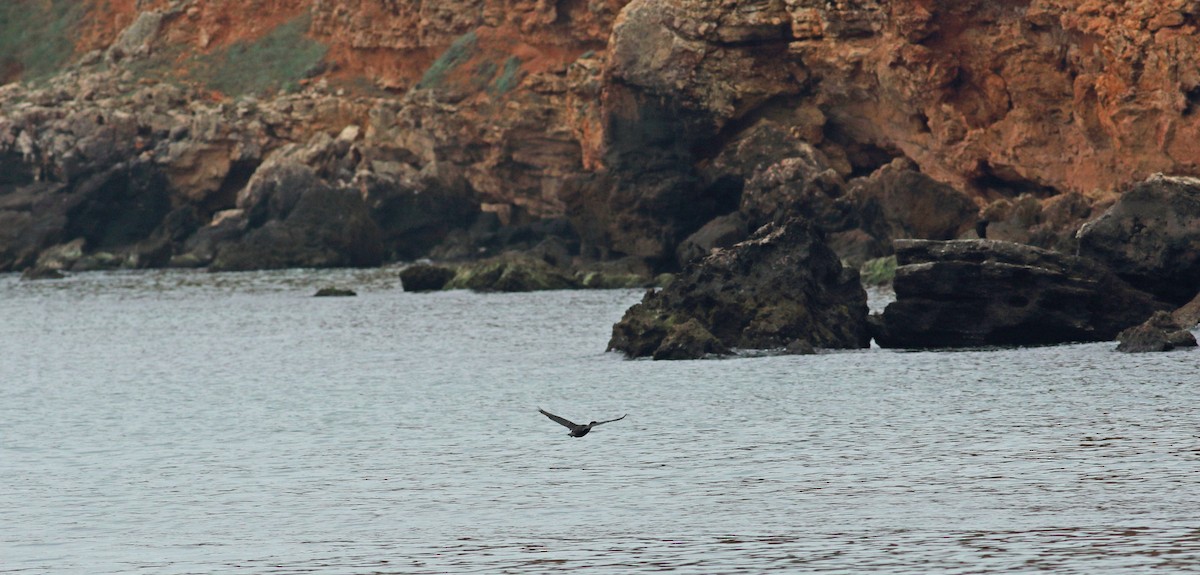 Great Cormorant - Andrew Steele