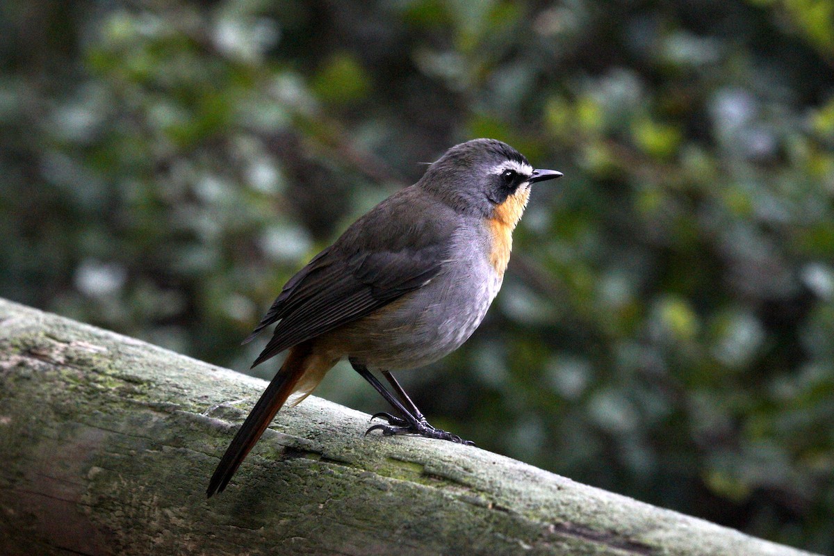 Cape Robin-Chat - Mike Pennington