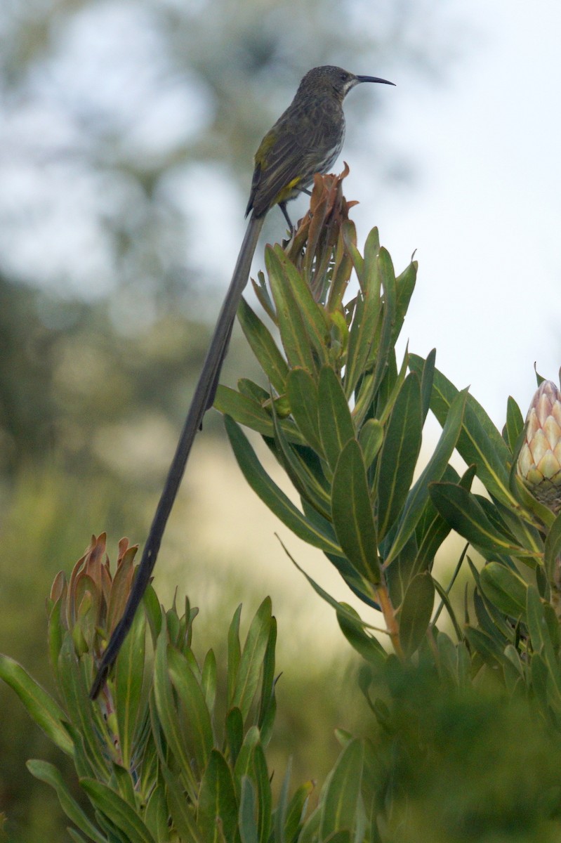 Cape Sugarbird - ML619450204