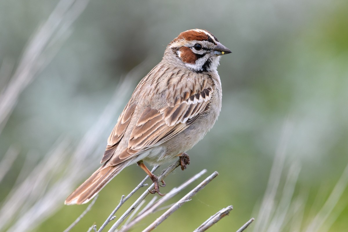 Lark Sparrow - ML619450208