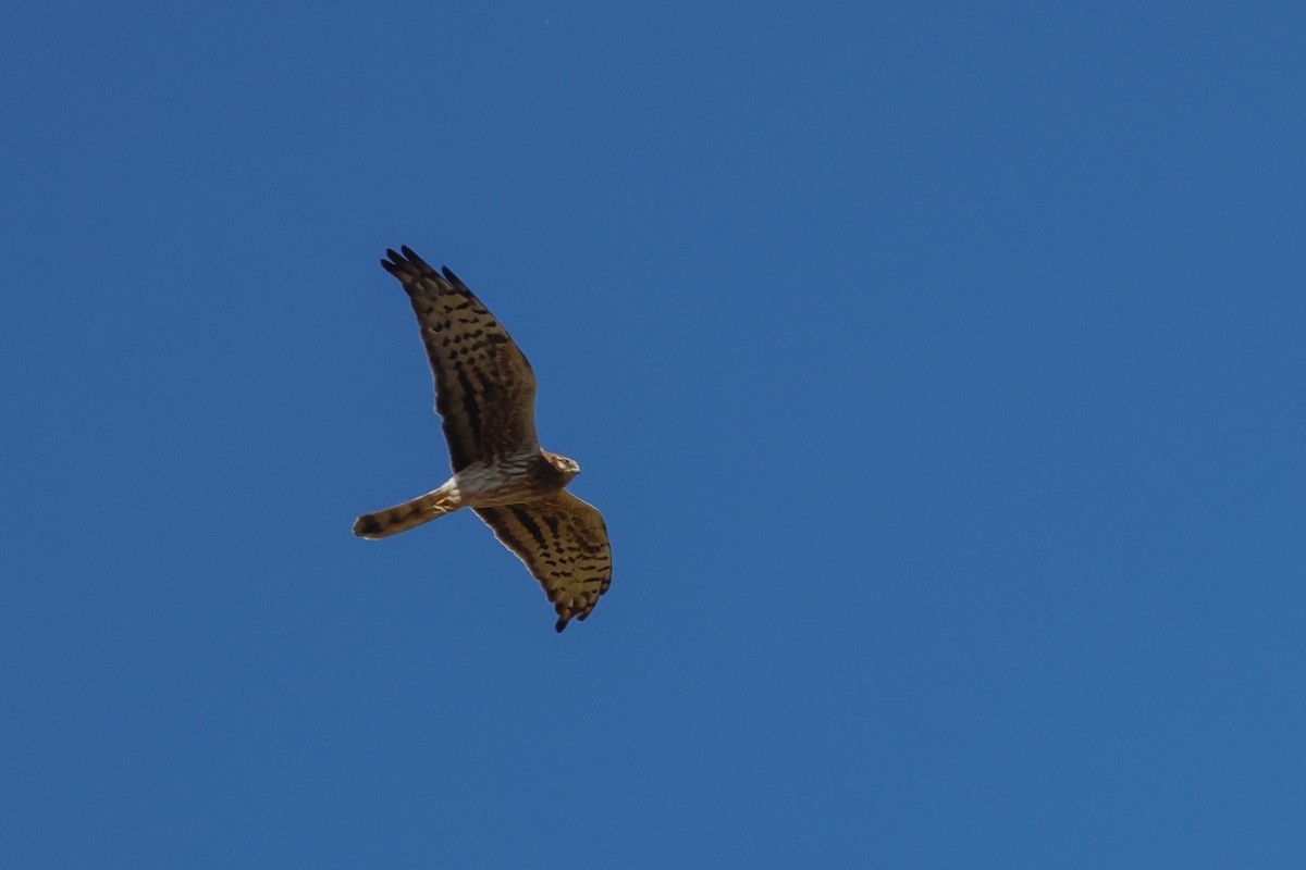 Montagu's Harrier - Yaroslav Nikitin