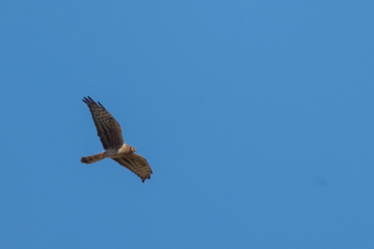 Montagu's Harrier - Yaroslav Nikitin