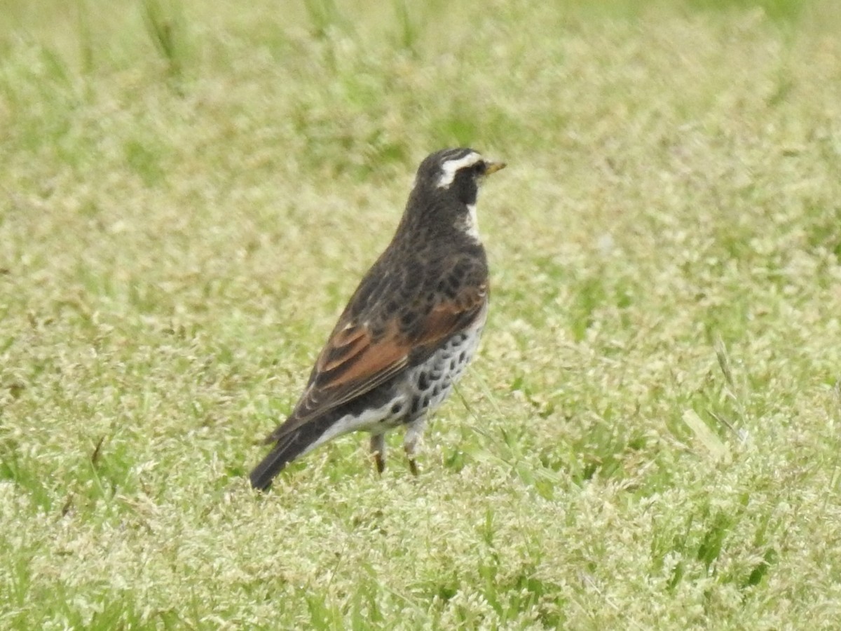 Dusky Thrush - Craig Jackson