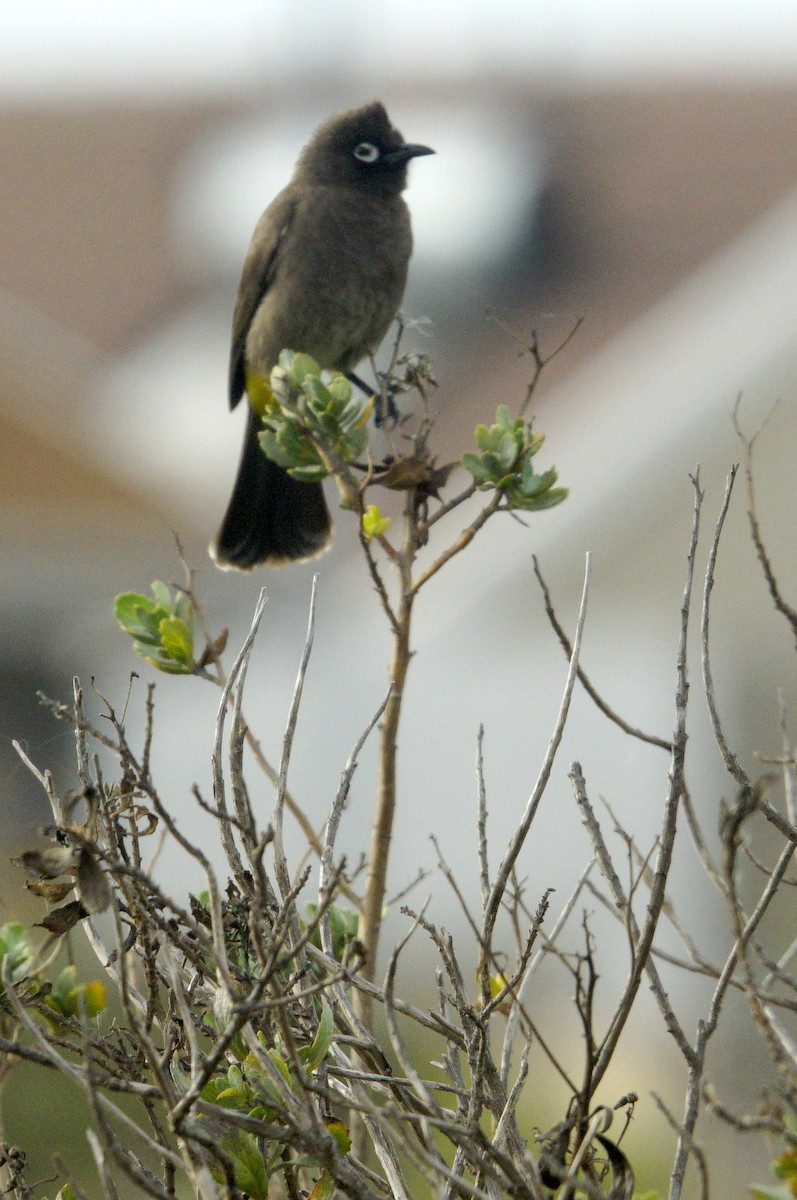 Cape Bulbul - Mike Pennington