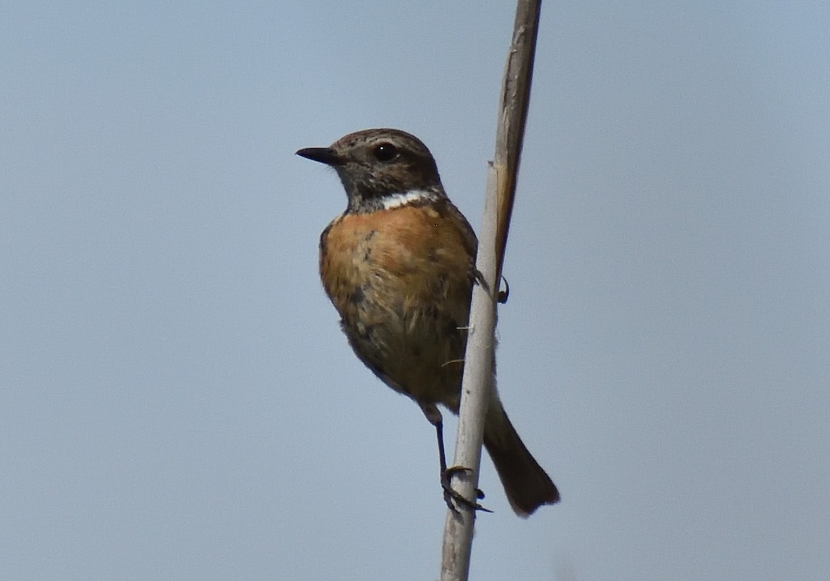 European Stonechat - ML619450241