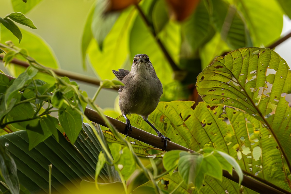 Canebrake Wren - ML619450259