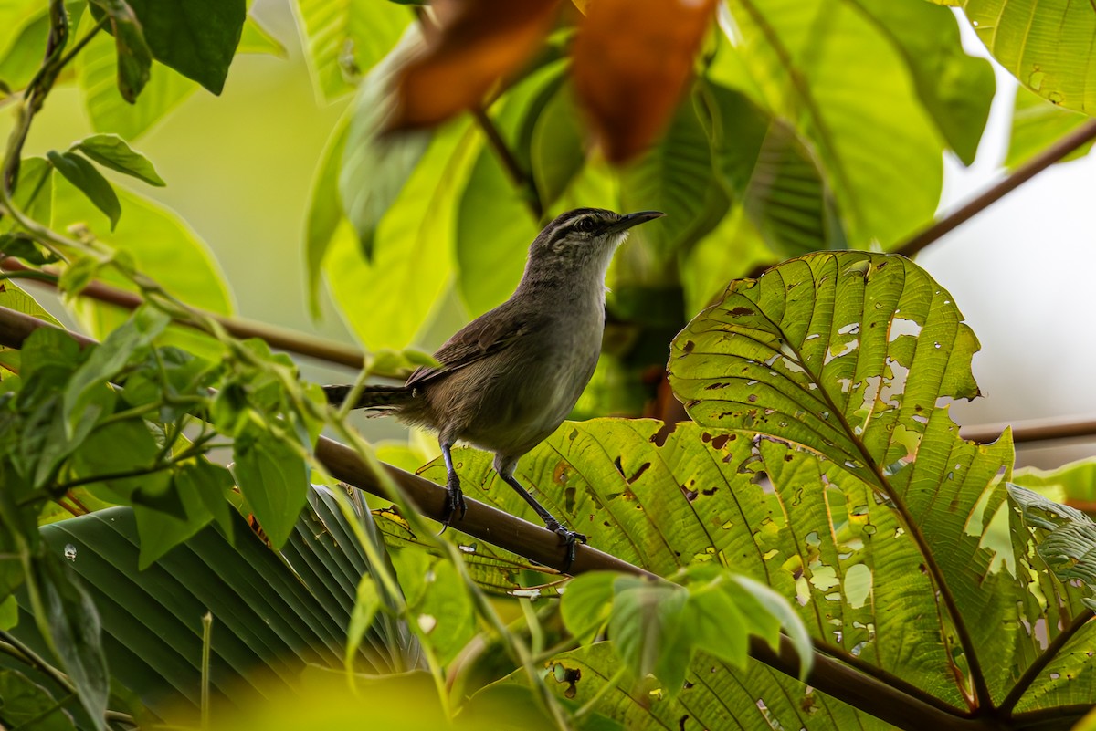 Canebrake Wren - ML619450263