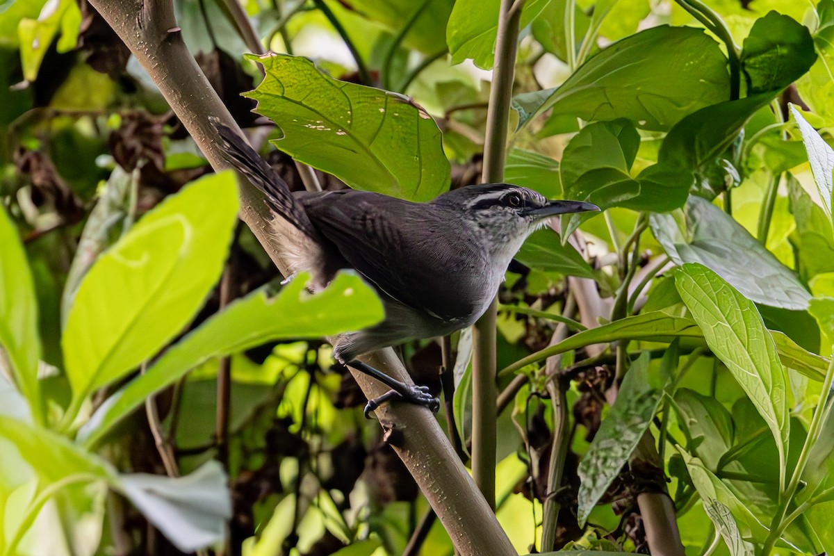 Canebrake Wren - ML619450267