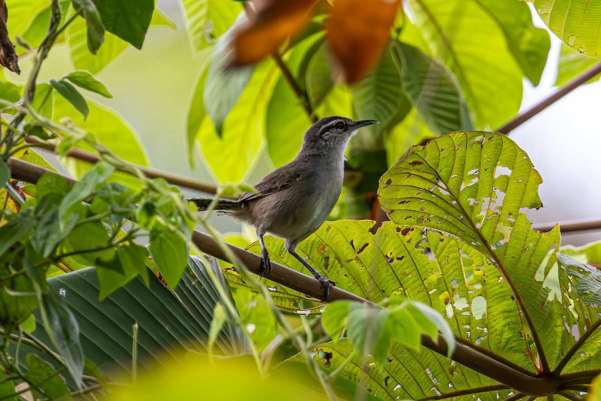 Canebrake Wren - ML619450268