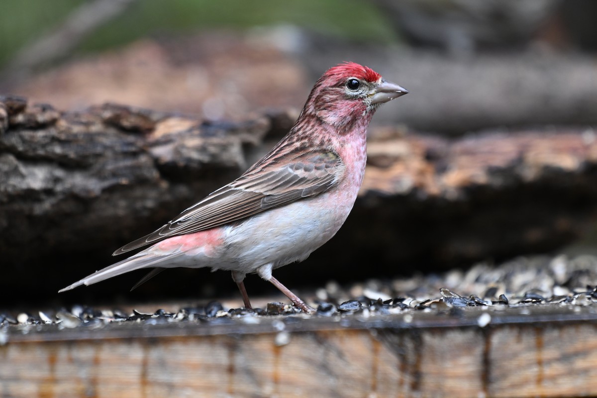 Cassin's Finch - Susan and Andy Gower/Karassowitsch