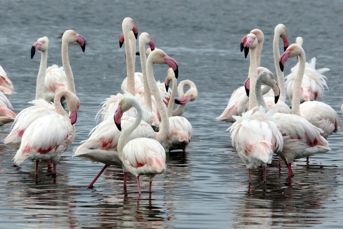 Greater Flamingo - Mike Pennington