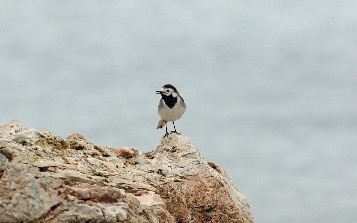 White Wagtail (White-faced) - Andrew Steele