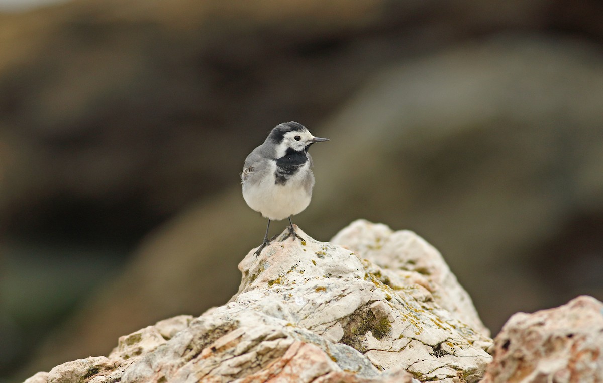 White Wagtail (White-faced) - Andrew Steele