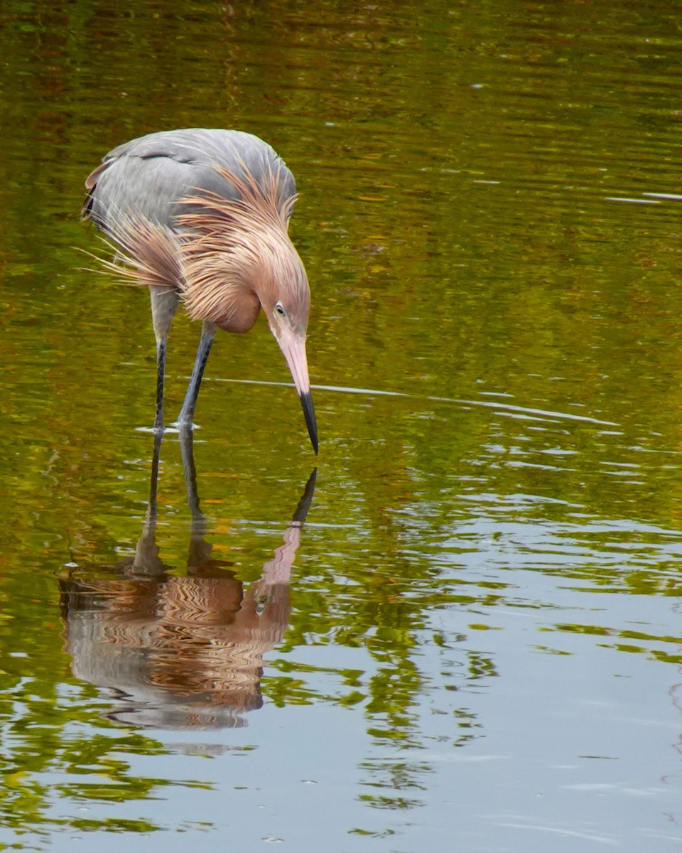 Reddish Egret - ami horowitz