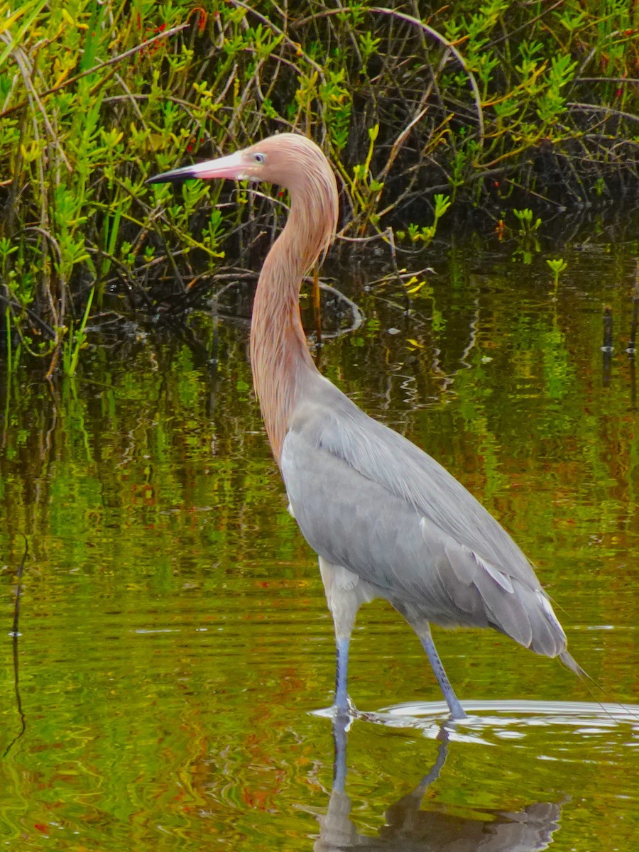 Reddish Egret - ami horowitz