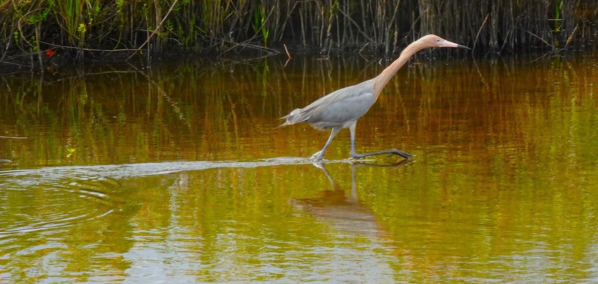 Reddish Egret - ami horowitz