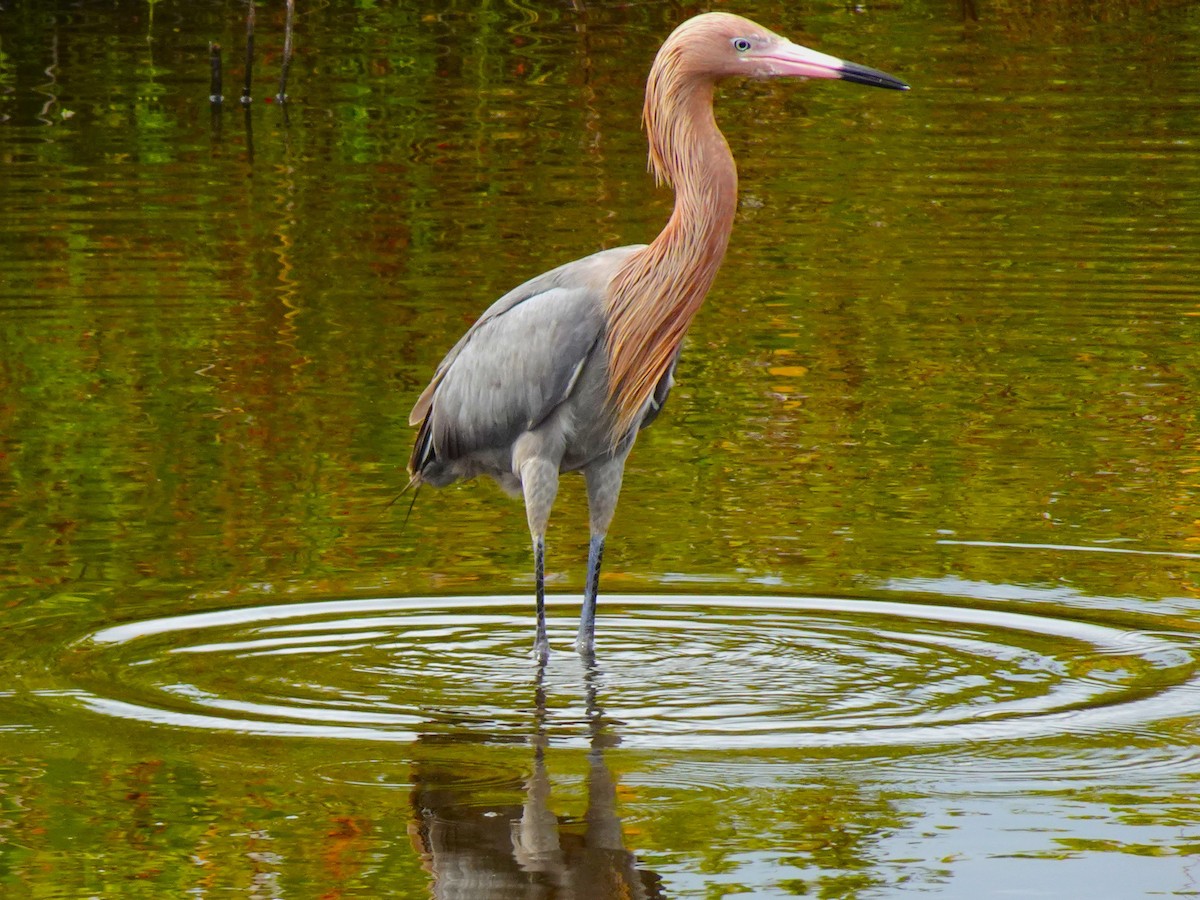 Reddish Egret - ami horowitz