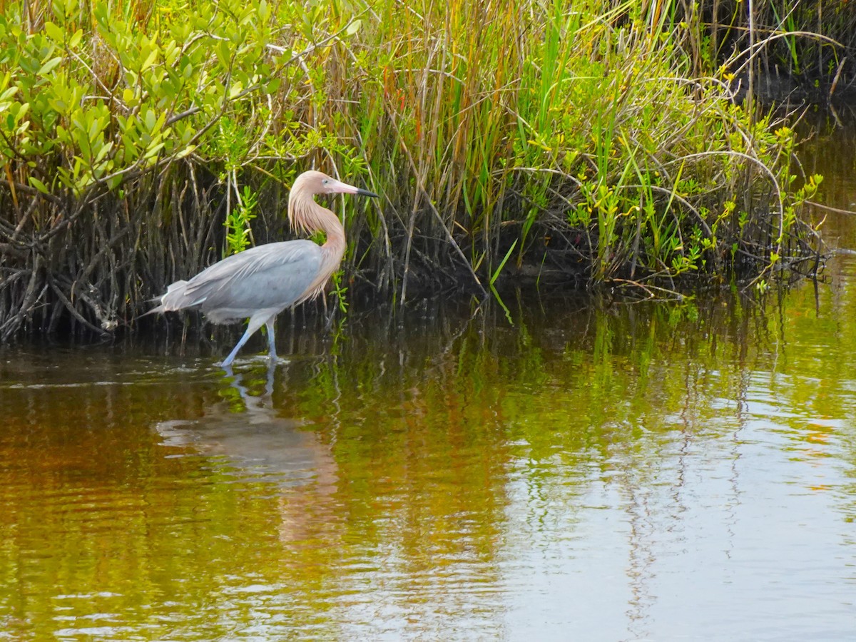 Reddish Egret - ami horowitz