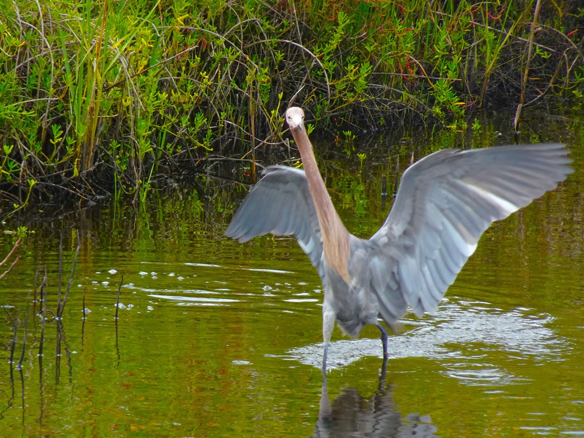 Reddish Egret - ami horowitz