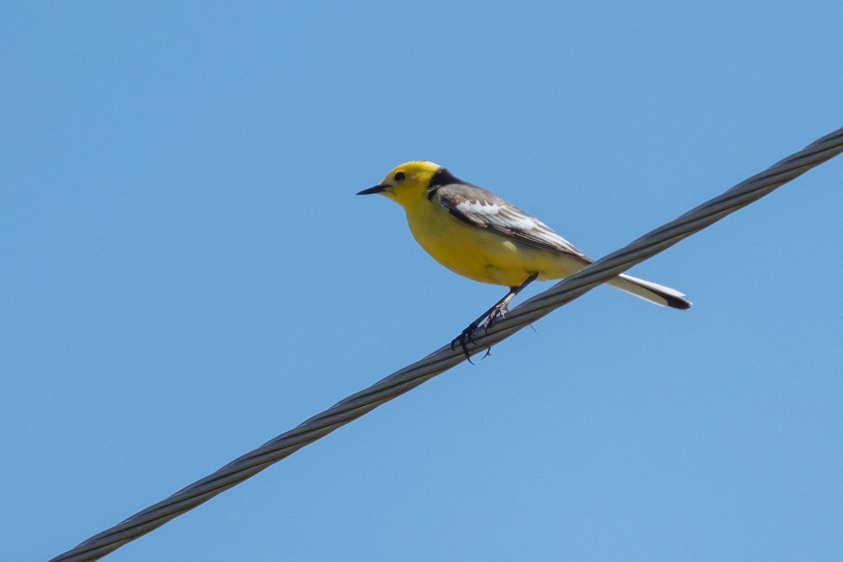 Citrine Wagtail - Yaroslav Nikitin