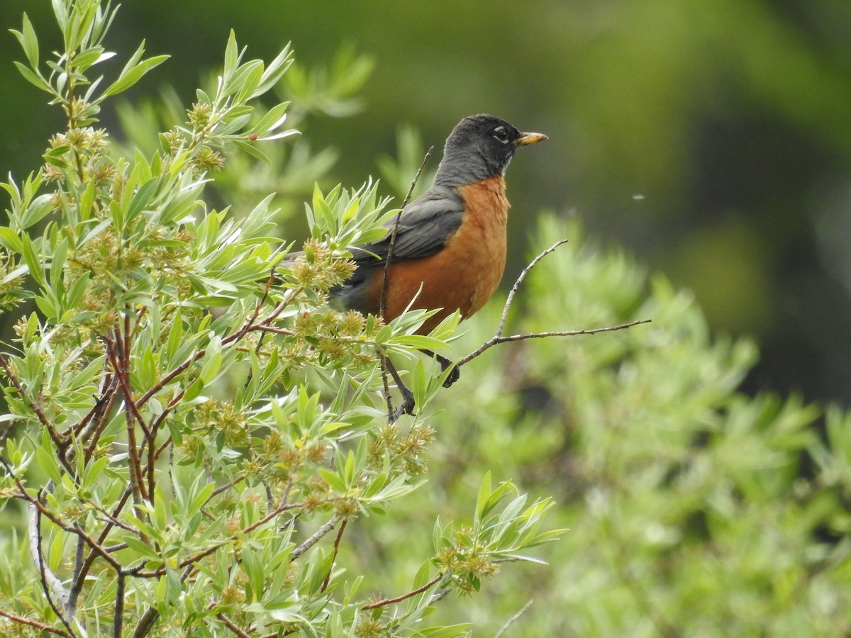 American Robin - ML61945031