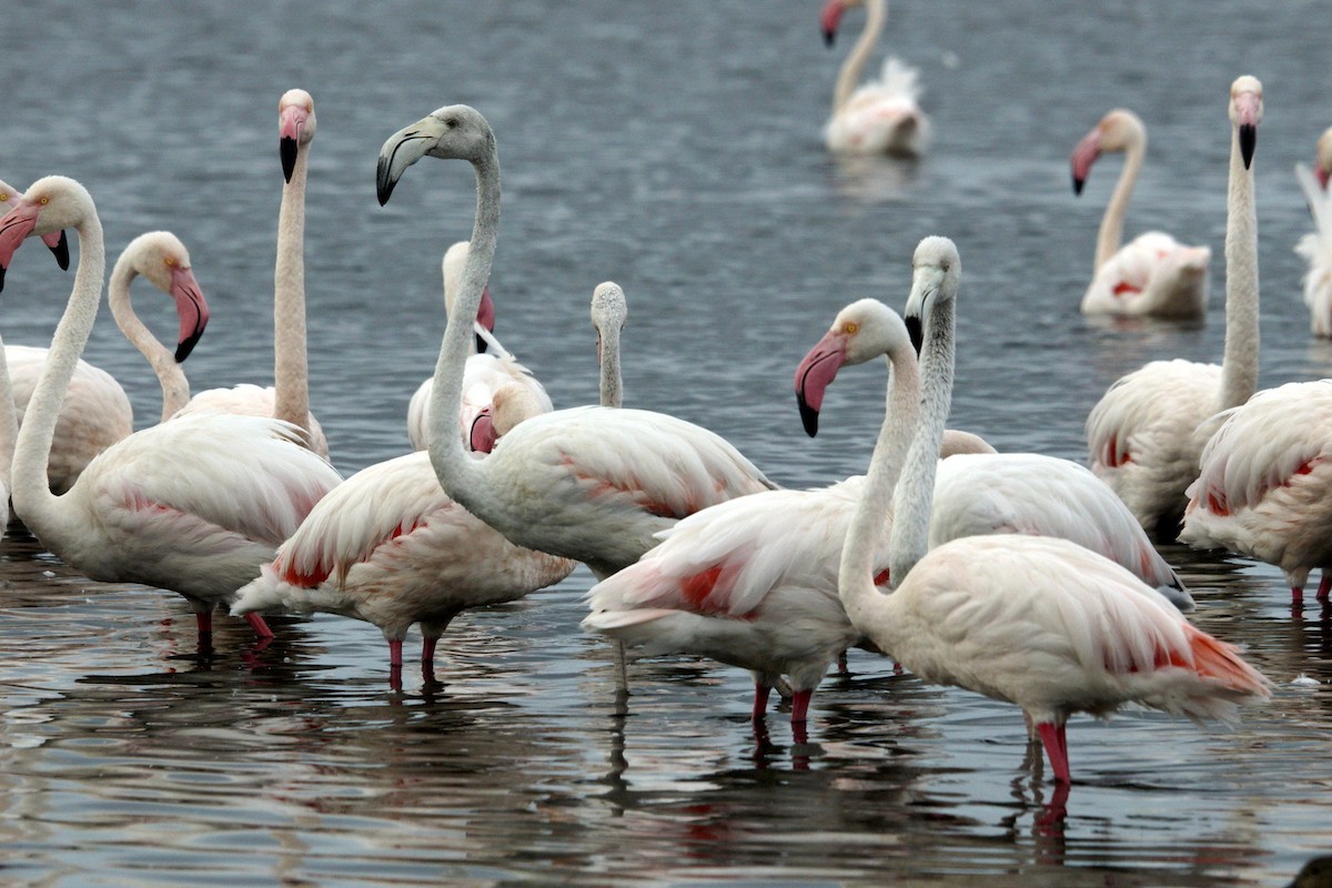 Greater Flamingo - Mike Pennington