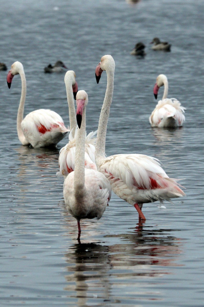 Greater Flamingo - ML619450314