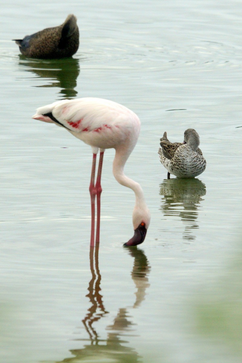 Lesser Flamingo - Mike Pennington