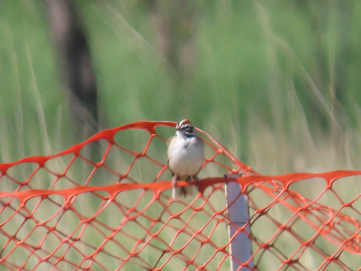 Vesper Sparrow - Katherine Holland