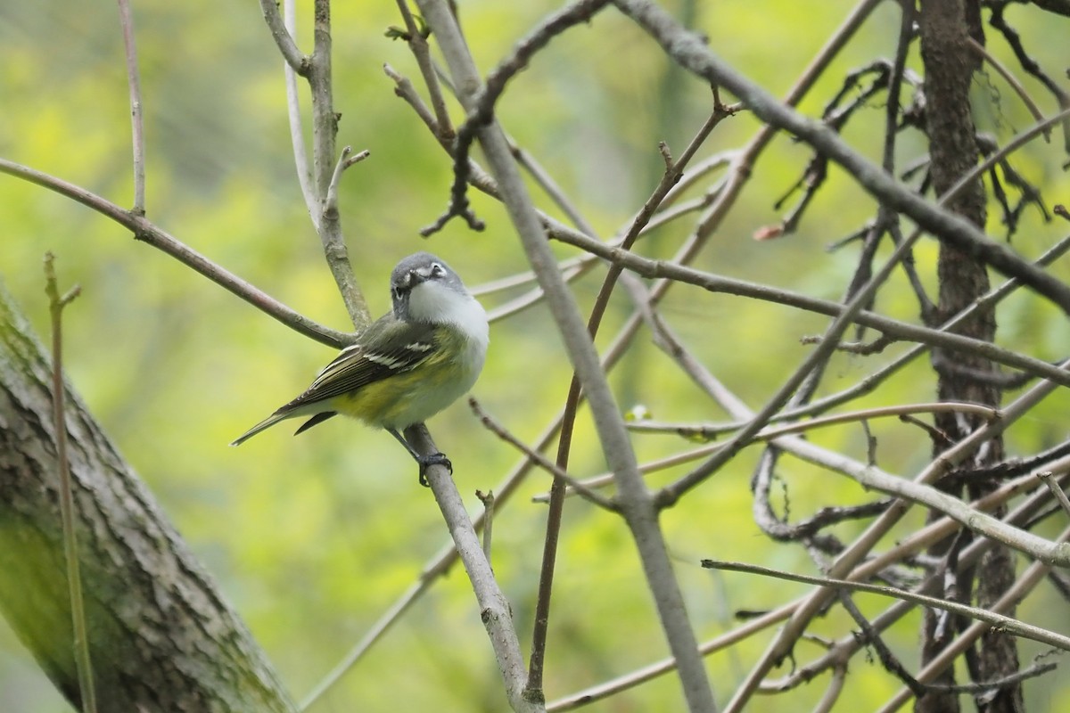 Blue-headed Vireo - André Dionne