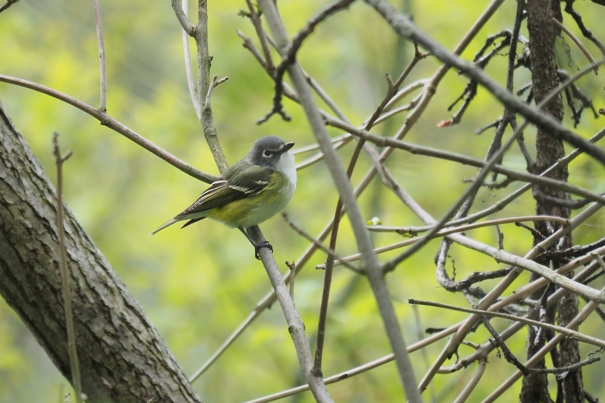 Blue-headed Vireo - André Dionne